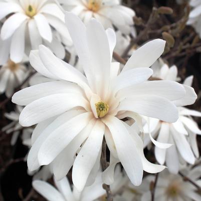 Magnolia stellata Royal Star