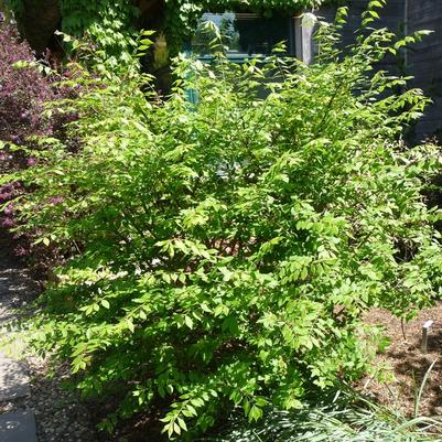 Euonymus alatus Little Moses-Standard