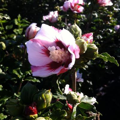 Hibiscus syriacus Hamabo - Standard