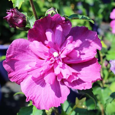 Hibiscus syriacus Lucy-Standard
