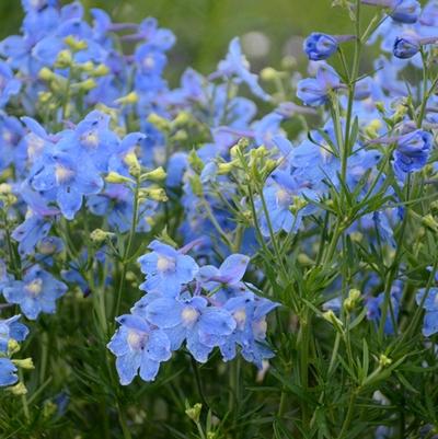 Delphinium grandiflorum Summer Blues