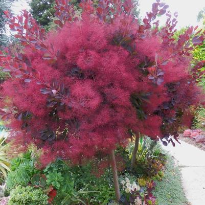 Cotinus coggygria Dusky Maiden 'Londus' EU 26492-Standard