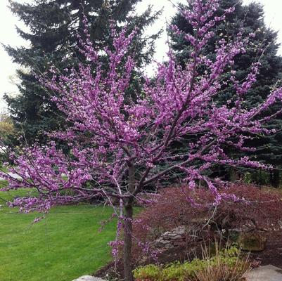 Cercis canadensis-Clump 