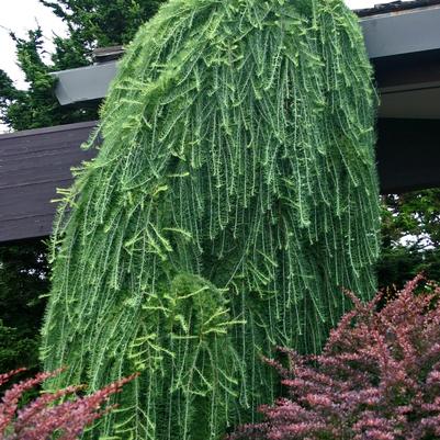Larix decidua Pendula-Specimen