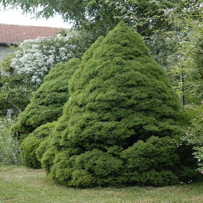 Picea glauca Conica