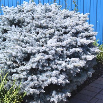 Picea pungens Glauca Globosa
