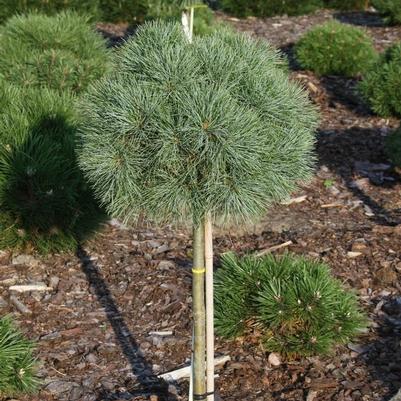 Pinus strobus Sea Urchin-Standard