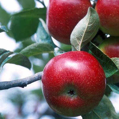 Malus domestica Empire