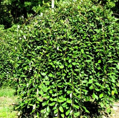 Salix caprea Pendula-Standard
