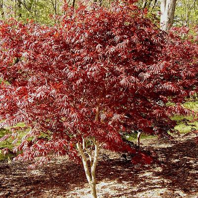 Acer palmatum Trompenburg