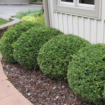 Buxus Green Mountain