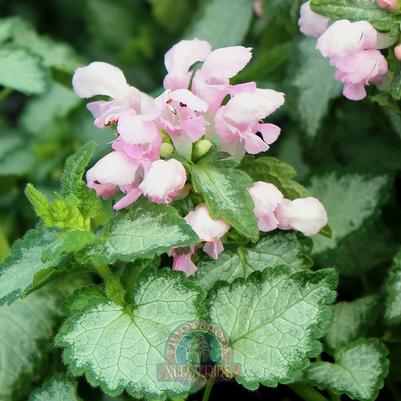 Lamium maculatum Pink Pewter