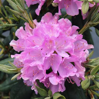 Rhododendron English Roseum