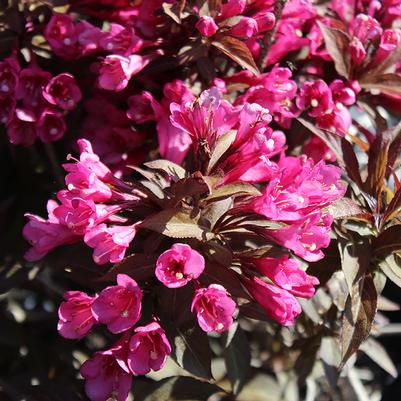 Weigela florida Minor Black-Standard