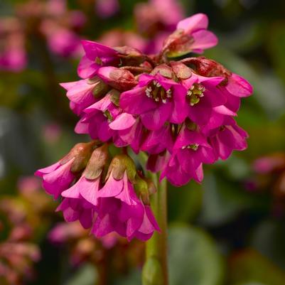 Bergenia cordifolia Shoeshine Rose