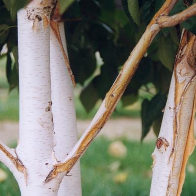Betula utilis var. jacquemontii-Clump 