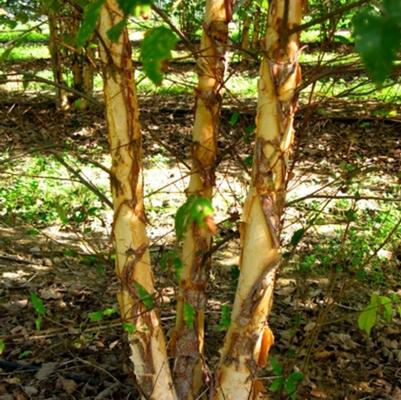 Betula nigra Dura Heat-Clump
