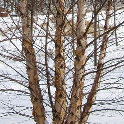 Betula nigra Heritage-Clump