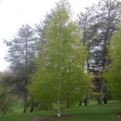 Betula platyphylla Fargo