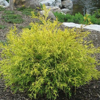Chamaecyparis pisifera Golden Mop