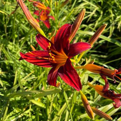 Hemerocallis Autumn Red