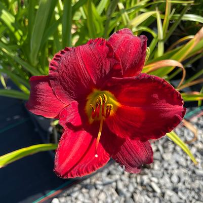 Hemerocallis Chicago Apache