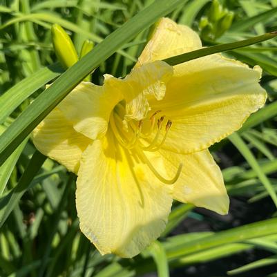 Hemerocallis Stella Supreme