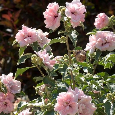 Hibiscus syriacus Sugar Tip® - Standard