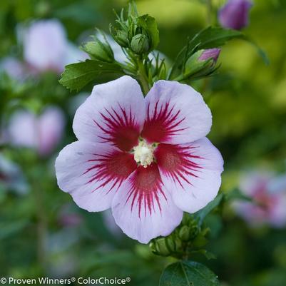 Hibiscus syriacus Orchid Satin® - Standard