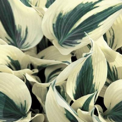 Hosta Firn Line