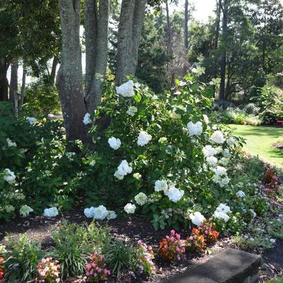 Hydrangea paniculata Vanilla Strawberry