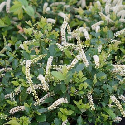 Itea virginica Scentlandia®