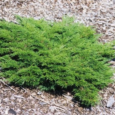 Juniperus sabina Calgary Carpet®