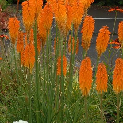 Kniphofia Popsicle™ Mango