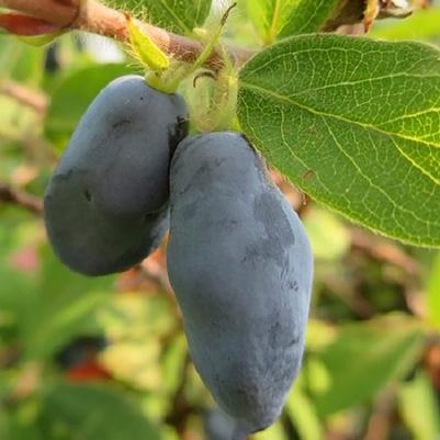 Lonicera caerulea Boreal Beast