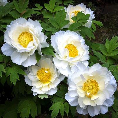 Paeonia Dublin