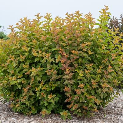 Physocarpus opulifolius Amber Jubilee™