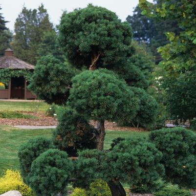 Pinus sylvestris-Topiary 