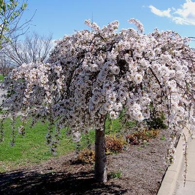 Prunus Snow Fountains®