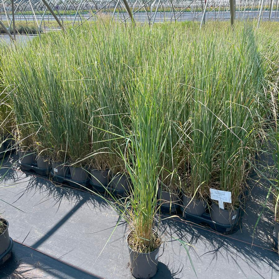 Calamagrostis acutiflora Hello Spring™