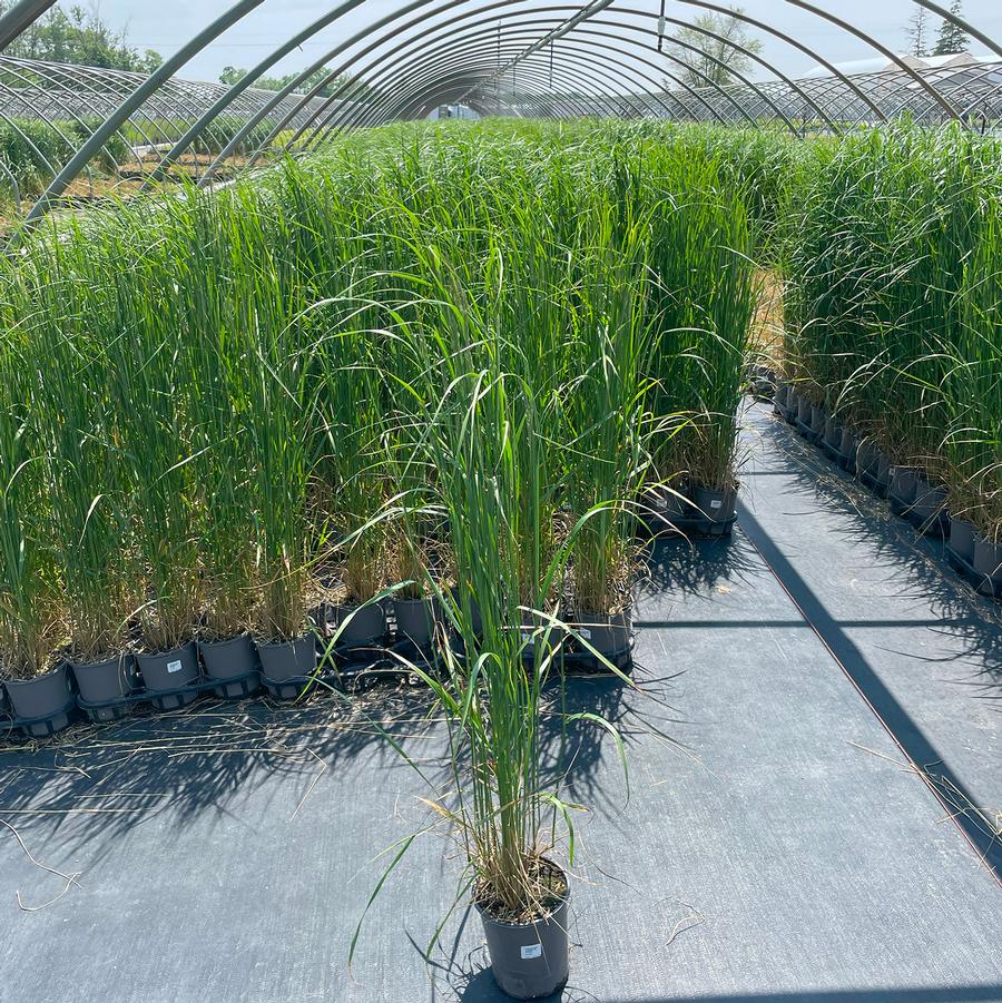 Calamagrostis acutiflora Karl Foerster