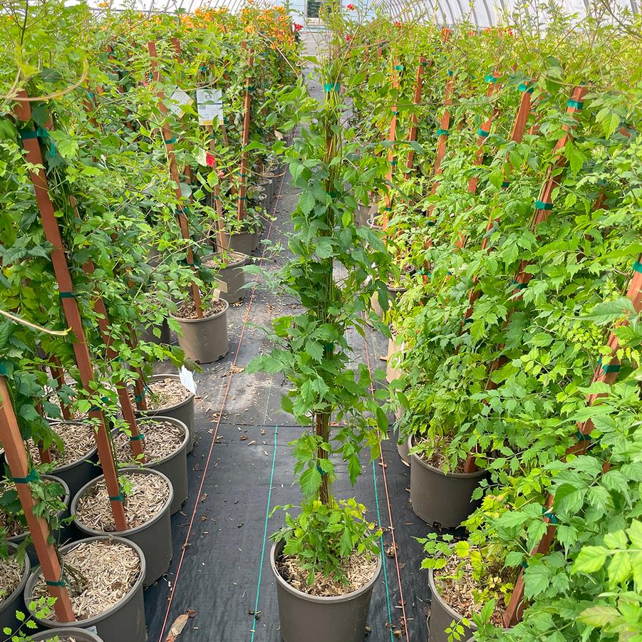 Campsis x tagliabuana Indian Summer®