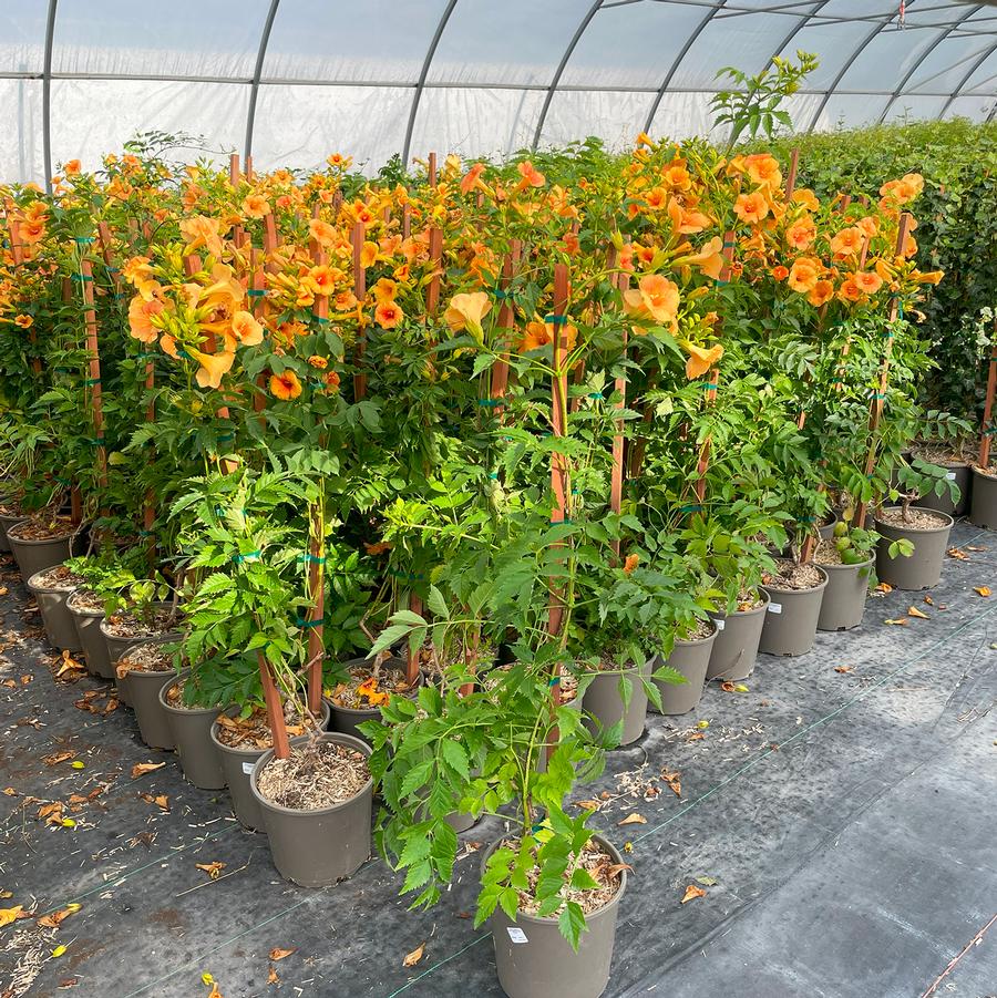 Campsis x tagliabuana Summer Jazz™ Sunrise Gold