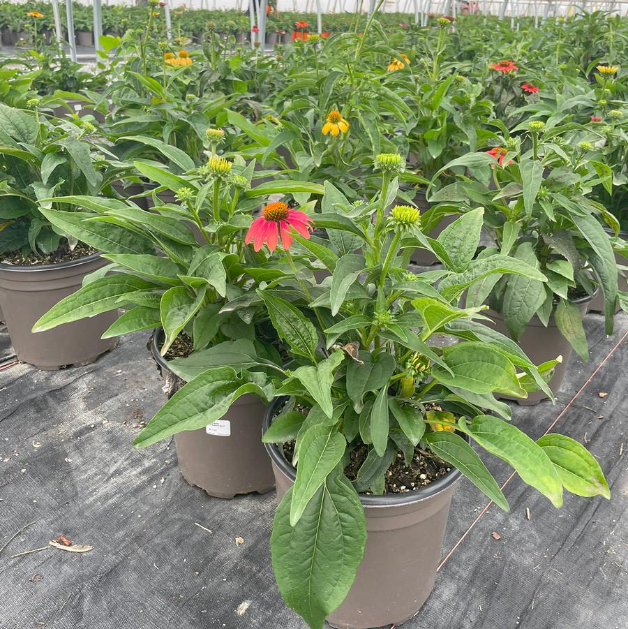 Echinacea Cheyenne Spirit