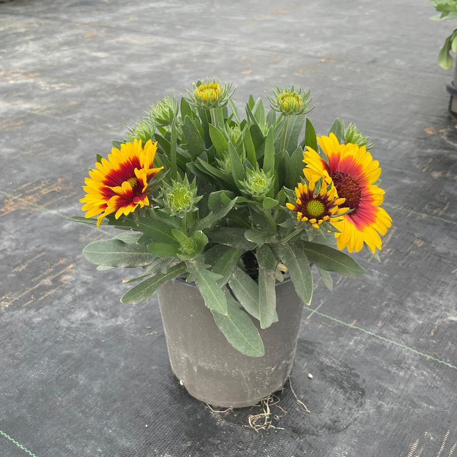 Gaillardia aristata SpinTop Red Starburst
