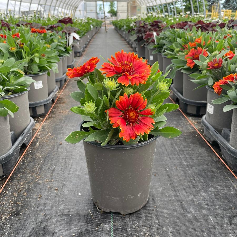 Gaillardia aristata SpinTop Yellow Touch