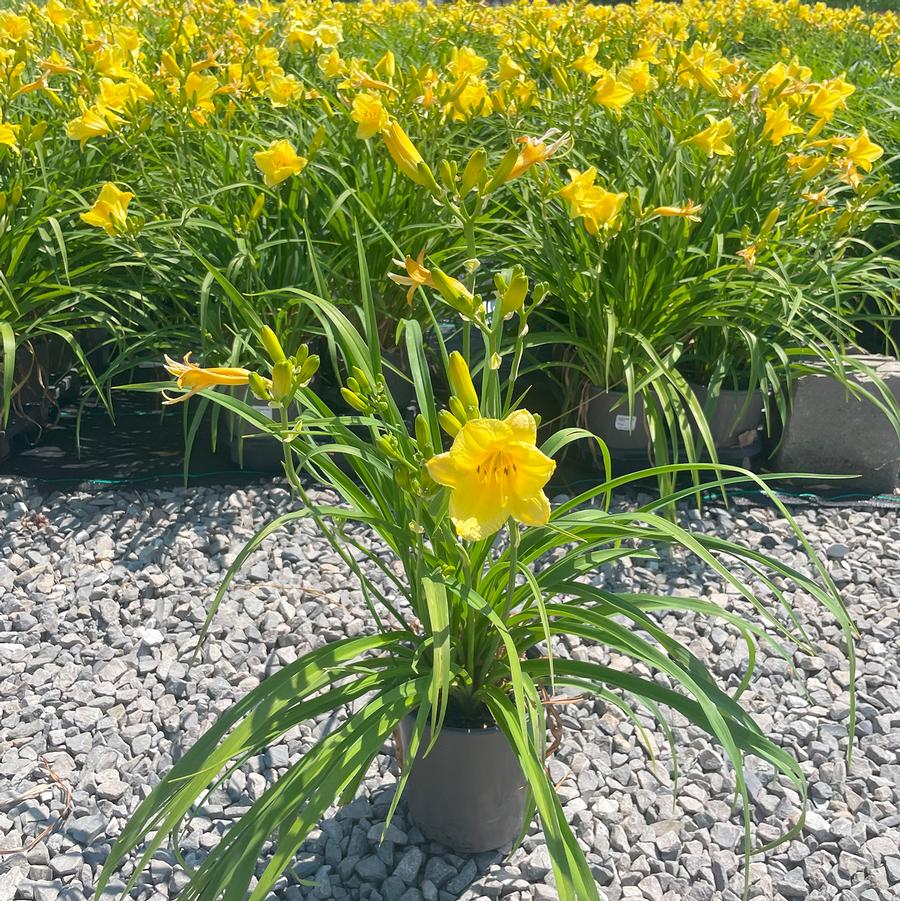 Hemerocallis Happy Returns