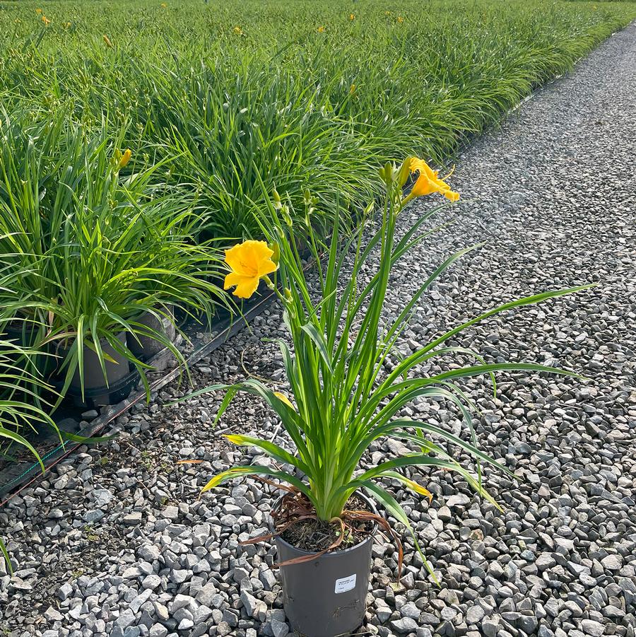 Hemerocallis Stella d' Oro