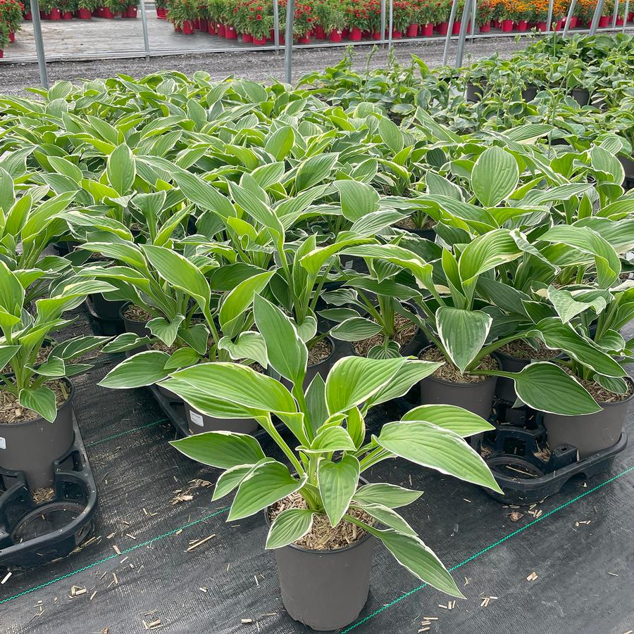 Hosta Francee