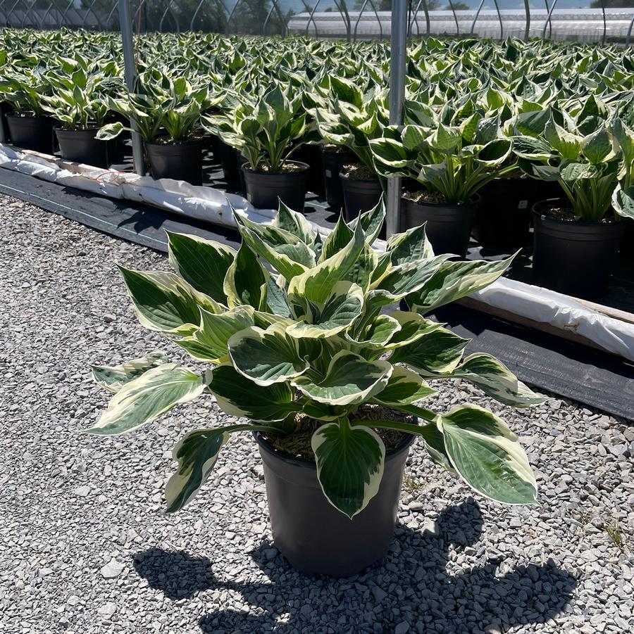 Hosta Patriot